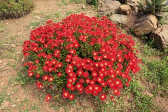 Lampranthus multiradiatus, midday flower, flowering, Karoo Desert Botanic Garden, Worcester,