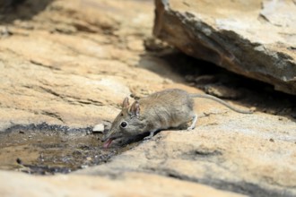 Short-eared elephant shrew (Macroscelides probosideus), adult, at the water, drinking, Mountain