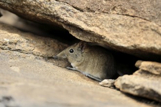 Short-eared elephant shrew (Macroscelides probosideus), adult, foraging, Mountain Zebra National