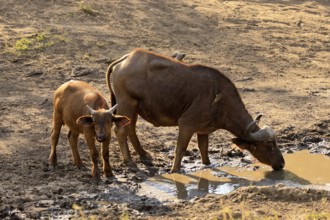 Cape buffalo (Syncerus caffer), adult, female, juvenile, drinking, water, Kruger, Kruger National