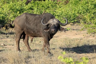 Cape buffalo (Syncerus caffer), adult, male, alert, foraging, Kruger, Kruger National Park, South