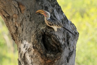 Southern Yellow-billed Hornbill (Tockus leucomelas), Red-ringed Hornbill, adult, male, at breeding
