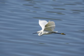 Little Egret (Egretta garzetta) Germany