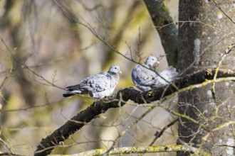 Stock Dove (Columba oenas) Pairs Germany