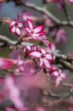 Multiflorous desert rose (Adenium multiflorum) also known as Sabi star, many pinkish white flowers,
