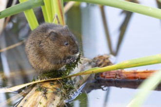 Water vole (Arvicola amphibius) adult rodent animal feeding on pond weed in a reedbed in summer,