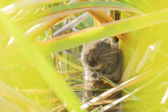 Water vole (Arvicola amphibius) adult rodent animal feeding amongst reeds in a pond in summer,