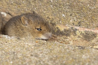 Brown rat (Rattus norvegicus) juvenile baby rodent animal emerging from a hole in an urban
