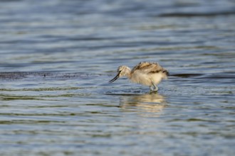 Avocet (Recurvirostra avosetta), chick foraging in the water, Texel, province of North Holland,
