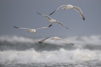 Herring gulls (Larus argentatus) in flight over the surf looking for starfish, Hvide Sande, North