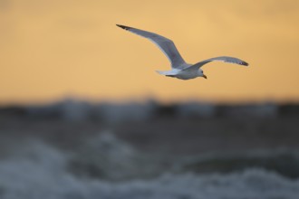 Herring gull (Larus argentatus) in flight over the surf looking for starfish, evening mood, Hvide