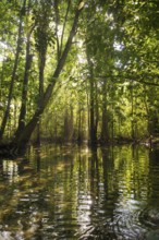 Lagoon, Klong Rud, Klong Nam Sai, Ao Nang, Krabi, Thailand