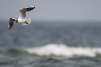 Black-headed gull (Chroicocephalus ridibundus) in summer plumage, flying above the sea surface,