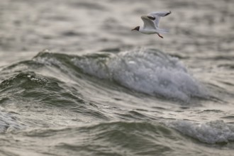 Black-headed gull (Chroicocephalus ridibundus) in summer plumage, flying above the sea surface,
