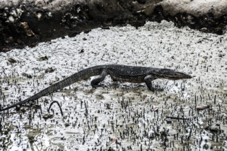 Waran, Railay Beach East, Ao Nang, Krabi, Thailand