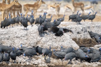 Helmeted guinea fowl (Numida meleagris), flock at the waterhole, Nxai Pan National Park, Botswana