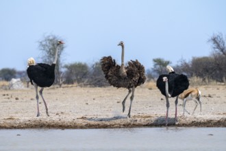 Common ostrich (Struthio camelus), two adult males and one female drinking at a waterhole, Nxai Pan