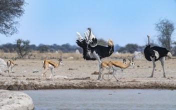 Common ostrich (Struthio camelus), two adult males at a waterhole, threatening, imposing behaviour,