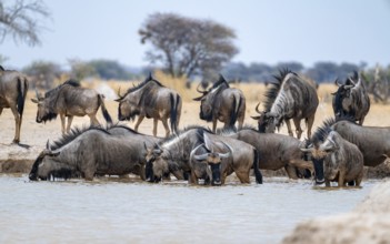 Blue wildebeest (Connochaetes taurinus), group drinking at a waterhole, Nxai Pan National Park,