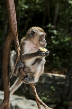 Monkey on the beach, macaque, Ao Nang Beach, Ao Nang, Krabi, Thailand