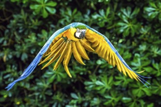 Blue-and-yellow macaw, Ara ararauna, bird in flight