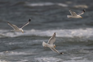 Herring gulls (Larus argentatus) in flight over the surf looking for starfish, Hvide Sande, North