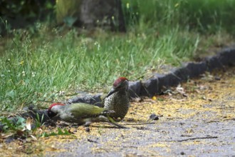 Green woodpecker (Picus viridis), June, Germany