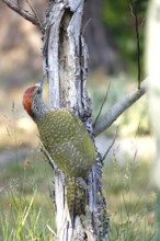 Green woodpecker (Picus viridis), June, Germany