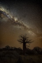 Silhouette of a baobab tree with starry sky and Milky Way, African baobab (Adansonia digitata),