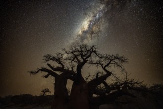Silhouette of a baobab tree with starry sky and Milky Way, African baobab (Adansonia digitata),