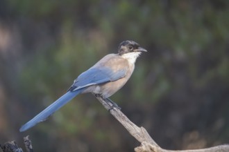Blue magpie (Cyanopica cooki), Extremadura, Castilla La Mancha, Spain
