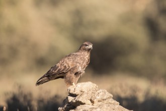 Common buzzard (Buteo buteo), Extremadura, Castilla La Mancha, Spain