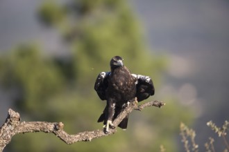 Iberian Eagle (Aquila adalberti), Spanish imperial eagle, Extremadura, Castilla La Mancha, Spain