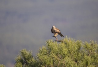 Red kite (Milvus milvus), Extremadura, Castilla La Mancha, Spain