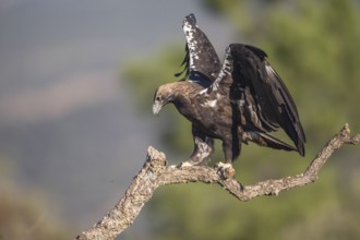 Iberian Eagle (Aquila adalberti), Spanish imperial eagle, Extremadura, Castilla La Mancha, Spain