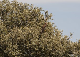 Marsh harrier (Circus aeruginosus), Extremadura, Castilla La Mancha, Spain