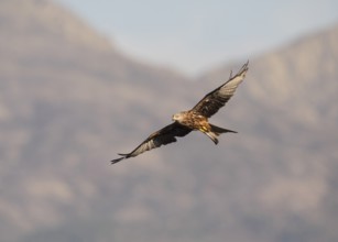 Red kite (Milvus milvus), Extremadura, Castilla La Mancha, Spain