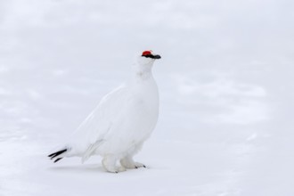 Rock ptarmigan (Lagopus muta hyperborea) male with red eyebrows showing white winter camouflage
