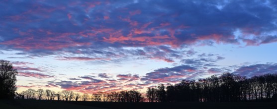 Silhouette of a row of trees at dawn, Lower Rhine, North Rhine-Westphalia, Germany