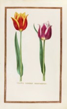 Tulips, Historical, digitally enhanced reproduction from Theatrum florae (1624) by Daniel Rabel