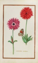 Anemone doubles, double anemone, historical, digitally enhanced reproduction from Theatrum florae