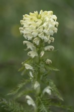 Crested lousewort (Pedicularis comosa), Monte Baldo, Veneto, Italy