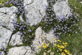 Heart-shaped globe flower (Globularia cordifolia), Monte Baldo, Veneto, Italy