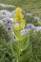 Great yellow gentian (Gentiana lutea), Monte Baldo, Veneto, Italy