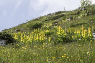 Great yellow gentian (Gentiana lutea), Monte Baldo, Veneto, Italy