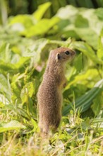 A young European ground squirrel (Spermophilus citellus) or European souslik stands in a meadow