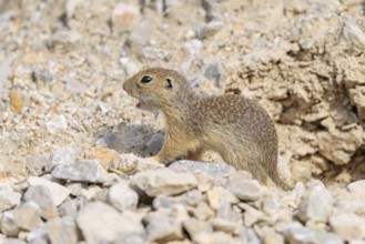 A young European ground squirrel (Spermophilus citellus) or European souslik stands on a gravel
