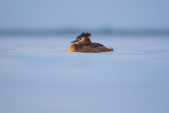 A great crested grebe (Podiceps Scalloped ribbonfish) swimming on the Steinhuder Meer, animal