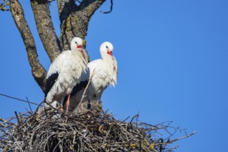 White stork (Ciconia ciconia) Germany