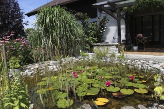 Garden pond in midsummer, Allgäu, Bavaria, Germany, Allgäu, Bavaria, Germany